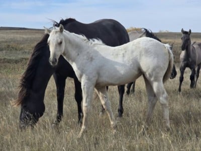 Bluestem Oates JW<BR>AQHA 6500789